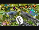 6月5日今日撮り野鳥動画まとめ　ツミ♂、♀へプレゼント成功！カワセミ雛ドジョウ給餌、カルガモ親子37日目