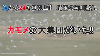 【ニュースな現場】海から遠く離れた埼玉の河川敷にカモメの大集団がいた!!