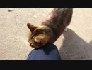 人懐っこい猫に出会いました