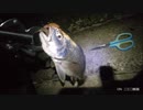 味をしめて再び夜釣りにvol.1