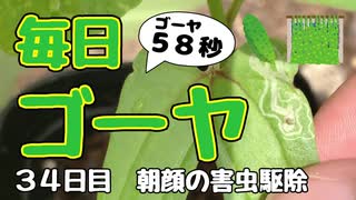 【毎日ゴーヤ】毎日５８秒でゴーヤの成長をみる動画（３５日目）