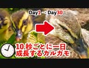 10秒で１日育つカルガモ親子　1～30日目