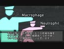 【ゆっくり解説】好中球・マクロファージ