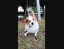 公園を散歩するワンコ（パピヨン）2