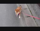 断固としてこれ以上の散歩を拒否する柴犬