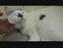 もふられ好きな猫安定のごろにゃん状態になる