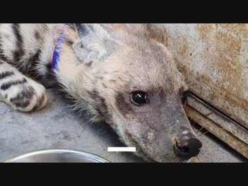 シマウマみたいな犬