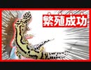 【やっと成功！】ついにレオパの繁殖に成功しました！！