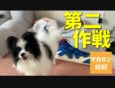 【マカロン日記】マカロン新日マットに挑戦！？中編