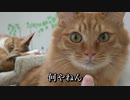 【久しぶりの猫カフェ】「猫カフェ WILL」に行ってみた（大阪/難波）