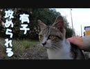 いじめっ子、天敵現る ５【野良猫の保護まであと40日】