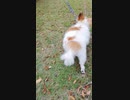 公園を散歩するワンコ（パピヨン）3