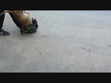 【閲覧注意】ロシアの犬の散歩