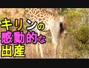 【キリンの出産】キリンが力を振り絞って出産している、新たな生命の誕生に感動するね（俺の動物観察）[俺のシリーズ]
