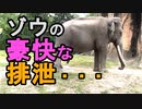 【ゾウの豪快な排泄】ゾウが体の中の排泄物を全て吐き出してる、量が半端ないね（俺の動物観察）[俺のシリーズ]