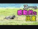 【ヌーの出産】ヌーが力を振り絞って出産しており、それを見て感動する人々、新たな生命の誕生は神秘的だよね（俺の動物観察）[俺のシリーズ]