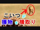 【獲物を盗むライオン】ハイエナがゲットした獲物をライオンが横取り、ライオン強いね（俺の動物観察）[俺のシリーズ]