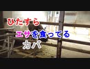 【カバのエサ食い】カバがひたすら無心にエサを食ってる[愛媛県立とべ動物園]（俺の動物観察）[俺のシリーズ]
