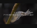 ヒメイカとアマモ場で捕まえた小物たちの紹介
