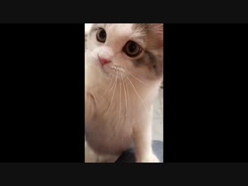 ひょっこりにゃん。