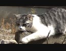 散歩中もうるさいアルフィノ　＃168