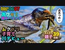 0607今日撮り野鳥動画まとめ　ムクドリ川デビュー。迷子のカルガモ雛。A9組39日目