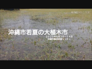 2020年 沖縄市若夏の大植木市～雨の日曜日～