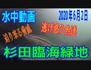 水中動画（2020年6月2日）in 杉田臨海緑地