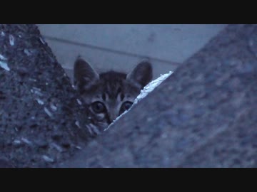 人気の 子猫 Av アニマルビデオ 動画 3 718本 ニコニコ動画