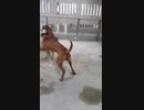 土佐犬ｖｓセントラル　８