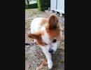 公園を散歩するワンコ（パピヨン）4