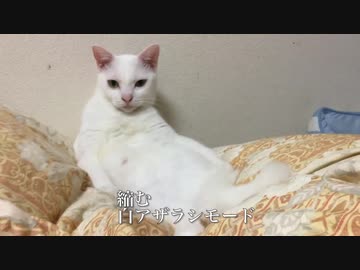 ウチューネコチャン、伸縮自在の謎ボディを披露する