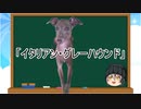 【ゆっくり解説】犬種１８：イタリアン・グレーハウンド