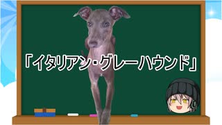 【ゆっくり解説】犬種１８：イタリアン・グレーハウンド