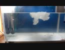ホモと学ぶネイチャーアクアリウム
