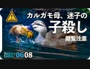 0608今日撮り野鳥動画まとめ　カルガモお腹赤色、カルガモ子殺(;_;)オナガとスッポン赤ちゃん。