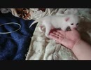 拾い猫の子育て8