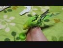足の上のインコ
