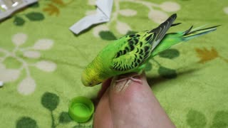 足の上のインコ
