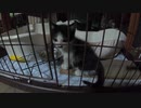 野良猫多分三兄弟成長記録　2020年6月8日