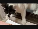 【うるん】猫がきた！「ねこん」と名付けるうるんさん