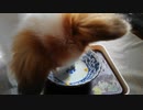お皿をペロペロするワンコ（パピヨン）