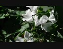 風見芳明