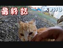 いじめっ子、天敵現る ６【野良猫の保護まであと35日】