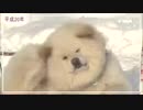 さようなら「わさお」人気のブサかわ秋田犬死ぬ