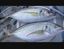 ２０２０年６月８日　夜の船釣り