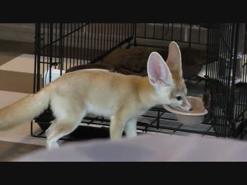 突然動き出したロボット掃除機にビビる小太郎