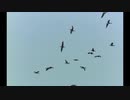【巡音ルカ】THE BIRD HAS FLOWN【オリジナルMV】