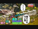 0609今日撮り野鳥動画まとめ　カルガモ救出、母鳥の苦悩、新家族続々、カワセミ次の恋など