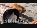 満開の桜の下、猫の事件が発生する